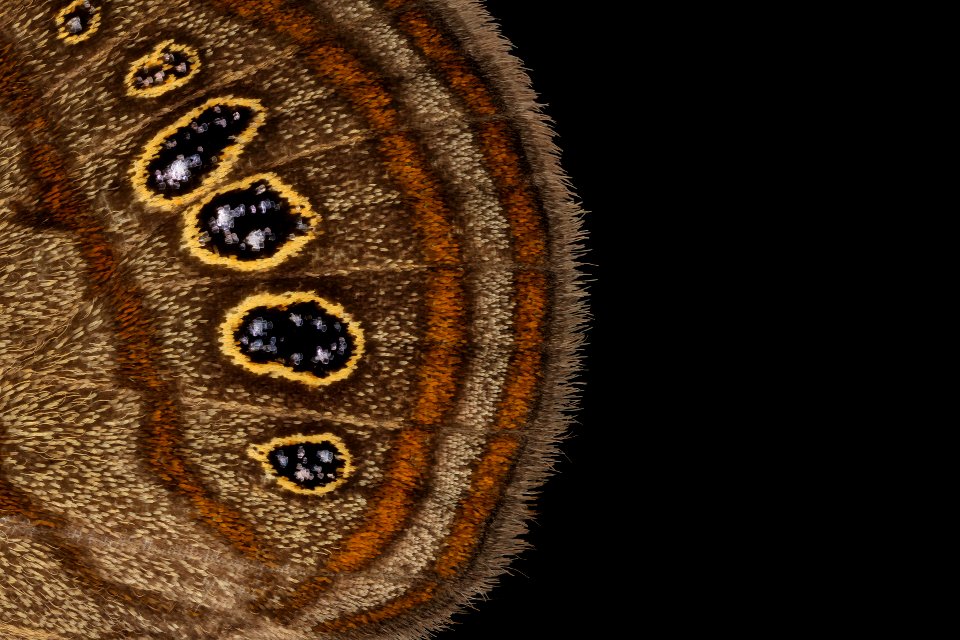 Neonympha mitchelli francisci, side closeup, reared 2019-08-07-17.32.16 ZS PMax UDR