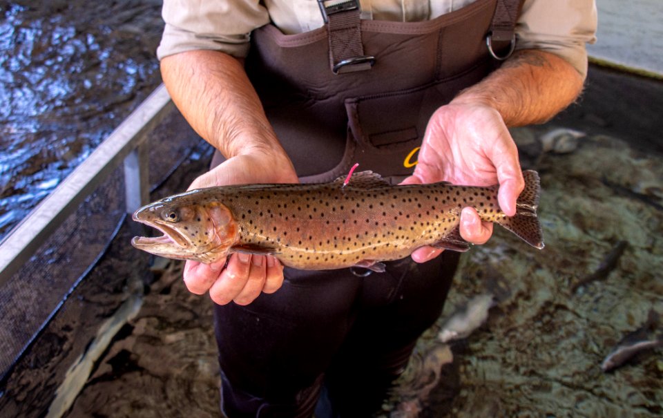 Lahontan cutthroat trout with floy tag