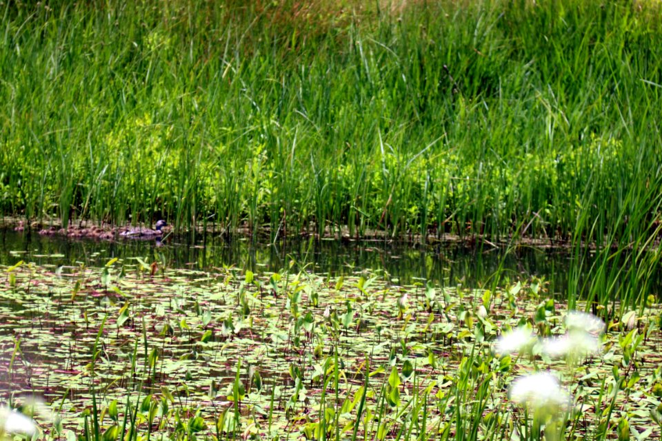 A pond on Watsonville Slough Farm.