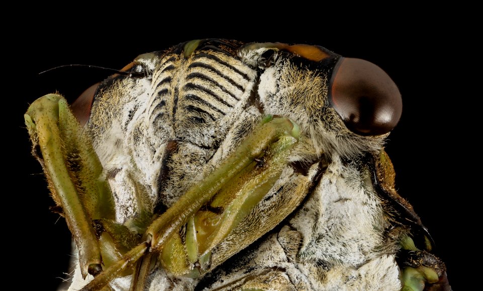 Tibicen tibicen, Cicada, face2, md, upper marlboro, pg county 2014-09-02-12.11.53 ZS PMax