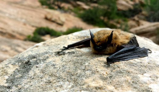 Day 1: Big Brown Bat photo