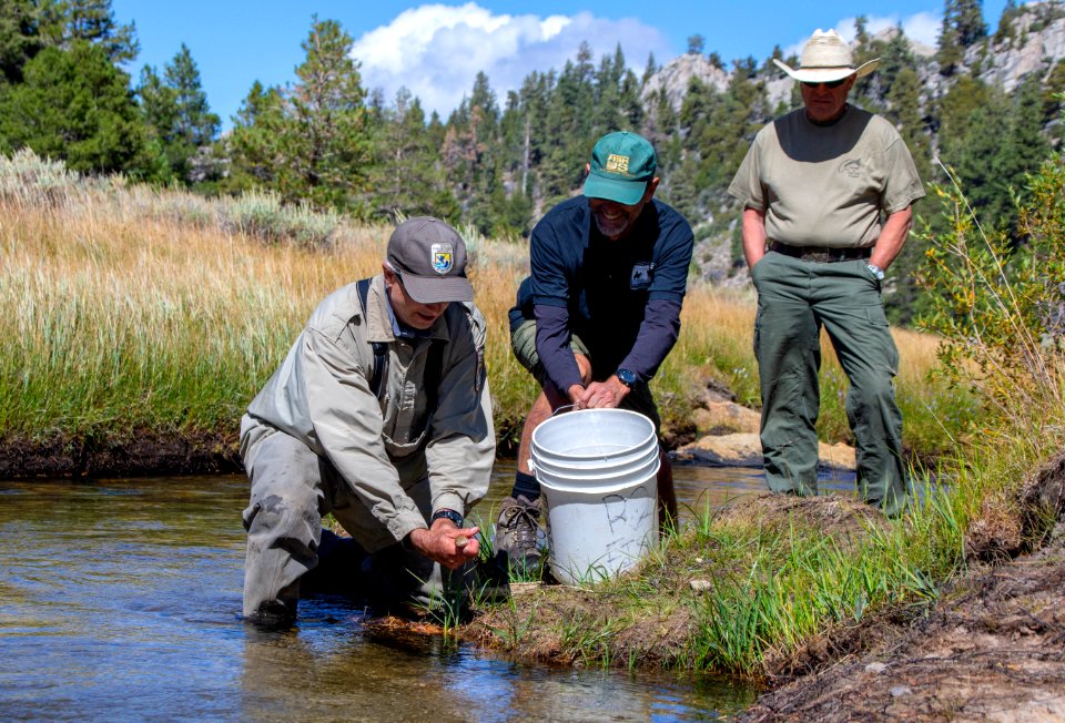 Chad Mellison (U.S. Fish and Wildlife Service) and Jim Harvey (U.S. Forest Service) release Paiute cutthroat trout