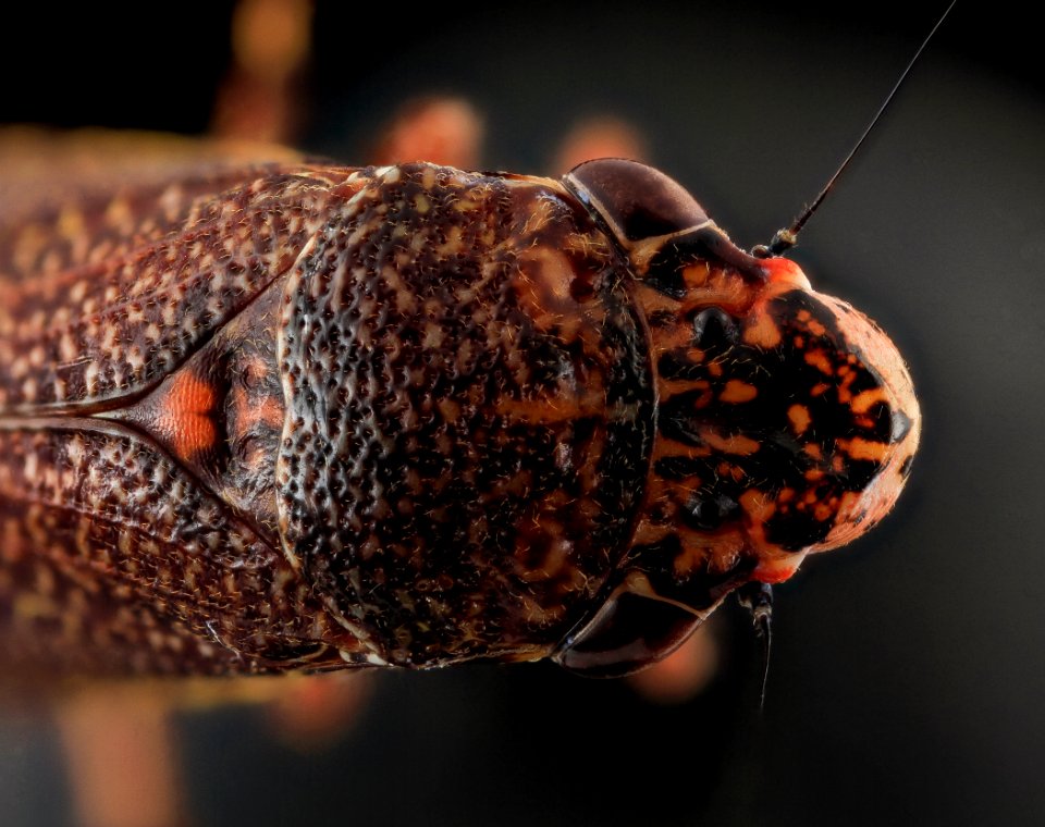 Paraulacizes irrorata, face, Upper marlboro, md 2013-10-18-12.24.13 ZS PMax