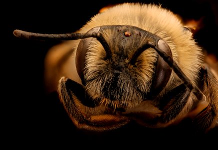 Andrena barbara, f, face ,Prince Georges Co., MD 2018-05-16-16.27