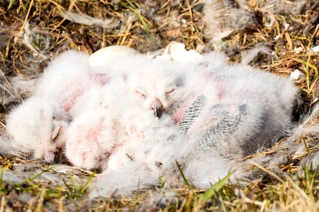 Snowy owlets