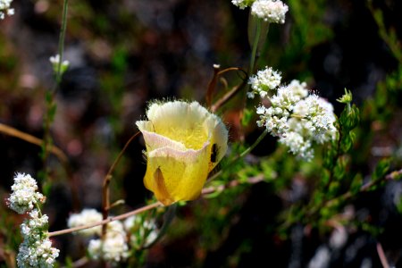 Mariposa Lily with beetle