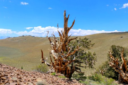 Ancient bristlecone pine tree