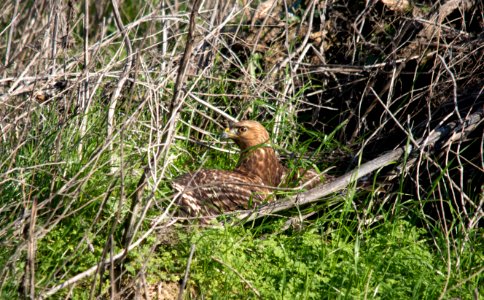 Red shouldered hawk
