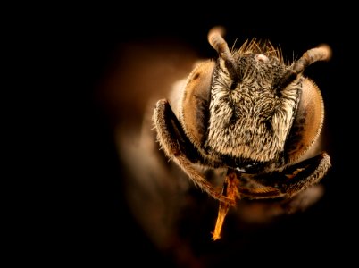 Coelioxys gilensis, m, face, Mariposa CA 2017-08-02-15.55