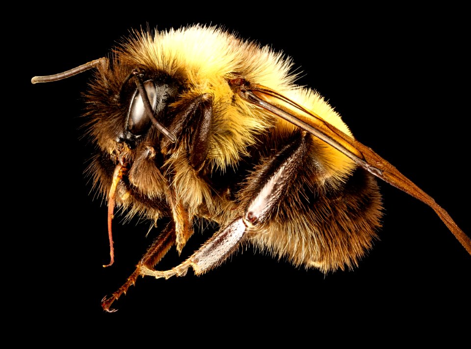 Bombus affinis, m, racine wi, LW Macior 1964 side 2017-02-15-09.29