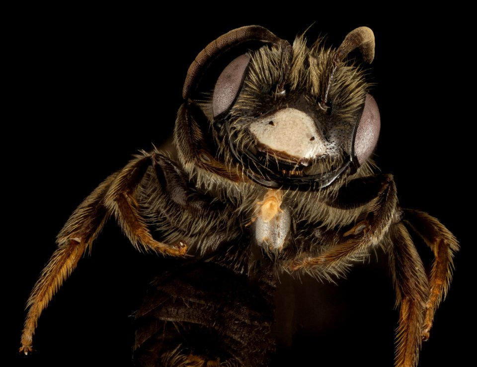 Andrena uvulariae, M, Face, MA, Franklin County 2015-07-07-16.09.39 ZS PMax UDR