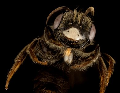 Andrena uvulariae, M, Face, MA, Franklin County 2015-07-07-16.09.39 ZS PMax UDR photo