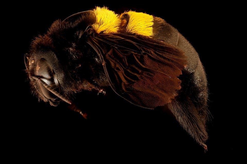 Xyclocopa caffra, f, left, Kruger NP, South Africa 2018-07-17-21.04.20 ZS PMax UDR