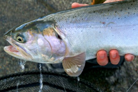 Lahontan cutthroat trout photo