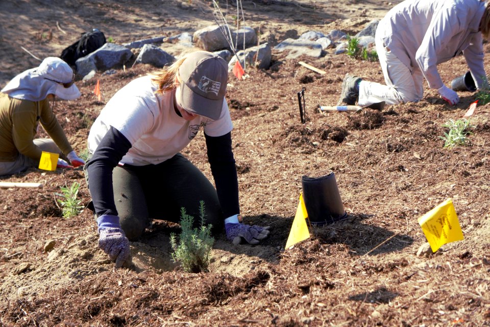Americorps members plant natives in Temecula, California