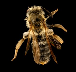 Andrena macoupinensis, f, back, Morgantown WV 2019-03-26-14.04.45 ZS PMax UDR