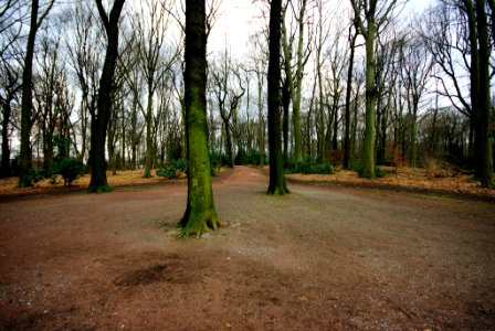 Rechener Wald photo