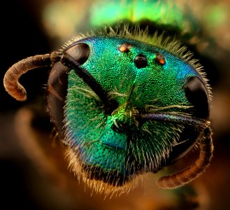 Corynura species, f, face, Canton, Chile 2018-07-13-23.53
