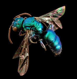 bee bright geeen, m, argentina, angle 2014-08-07-16.59.52 ZS PMax photo