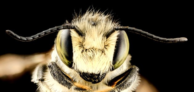 Megachile mendica,m, face, md, aleghany county 2014-06-15-16.57.16 ZS PMax photo