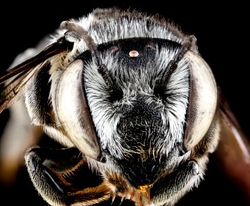 Megachile pseudobrevis, female, face 2012-07-06-19.03