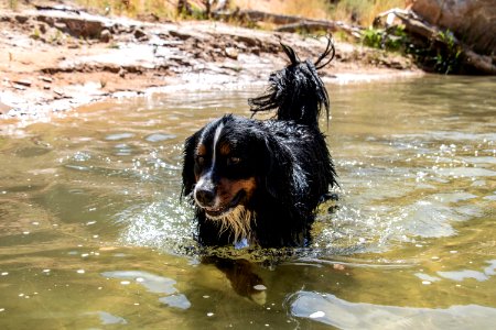 Paws on Public Lands Entry