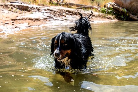 Paws on Public Lands Entry photo