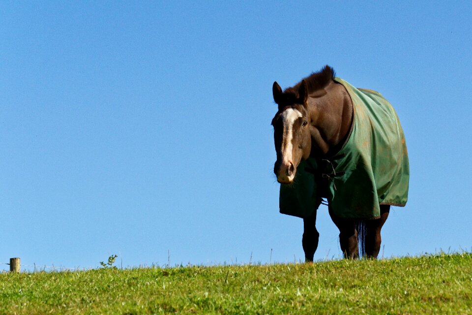 Horse blanket blue sky horse eating