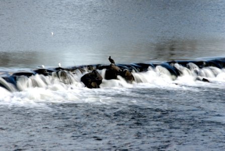 Vögel im Strom (2)