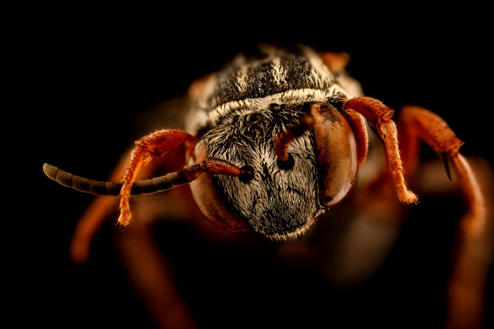 Triepeolus obliteratus, f, face, powerline 2018-11-01-17.10.49 ZS PMax UDR