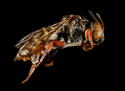 Epeolus lectoides, m, side, Dorchester Co, MD 2016-01-07-13.41 photo