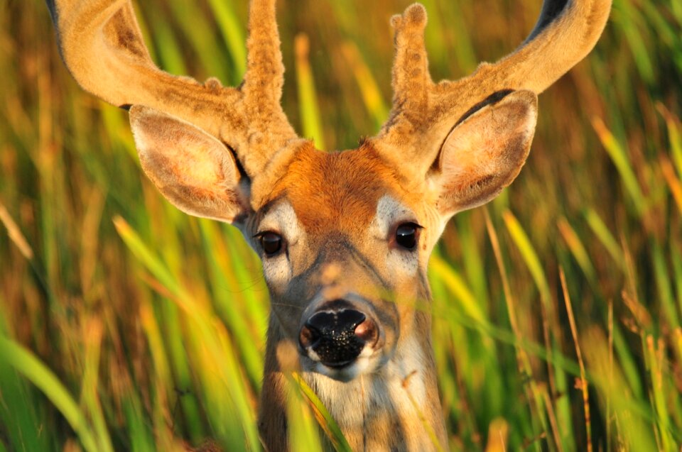 Wildlife nature male