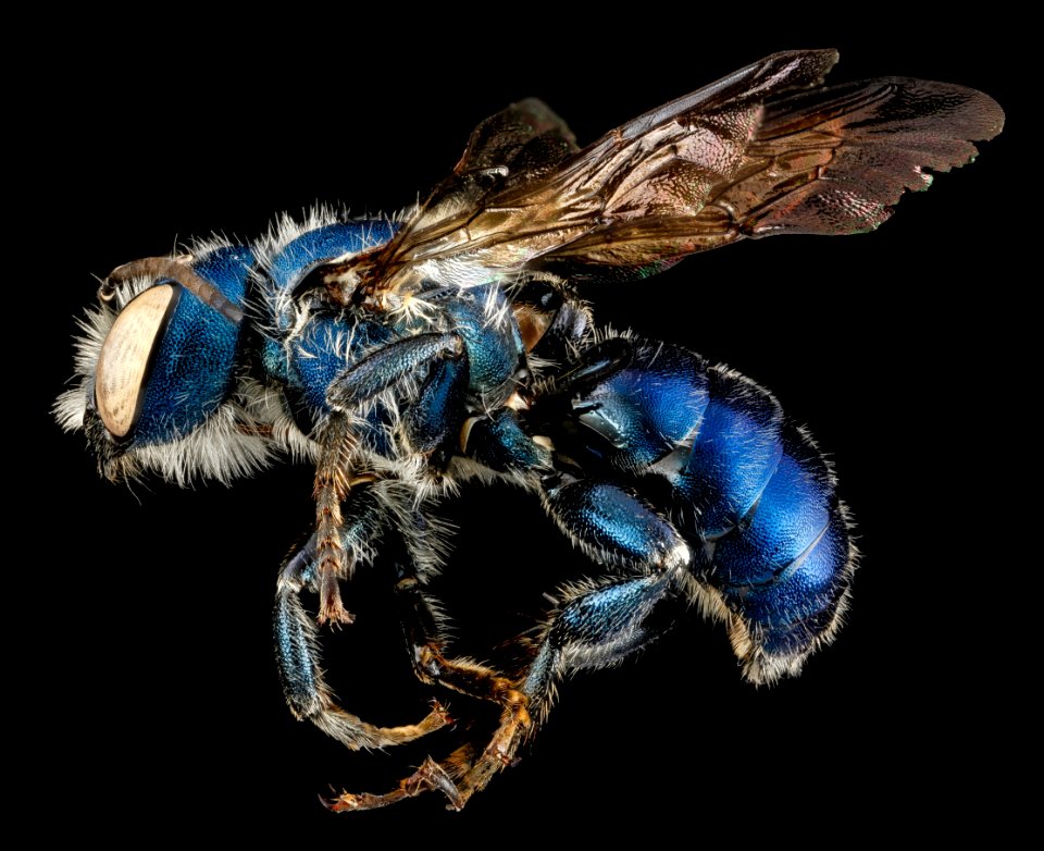 Osmia chalybea, M, side, Georgia, Camden County 2013-01-10-15.14.36 ZS PMax