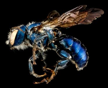 Osmia chalybea, M, side, Georgia, Camden County 2013-01-10-15.14.36 ZS PMax