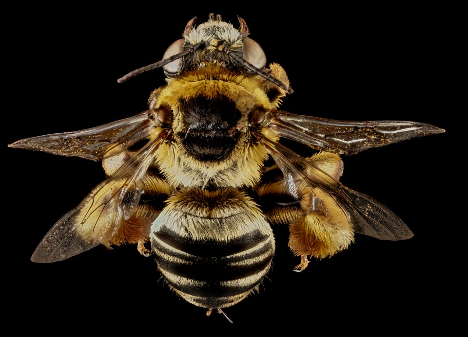 Svastra aegis, F, Back1, GA, Baker County 2015-01-12-14.02.05 ZS PMax