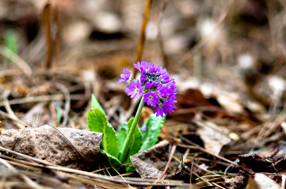 Blumen gehen immer