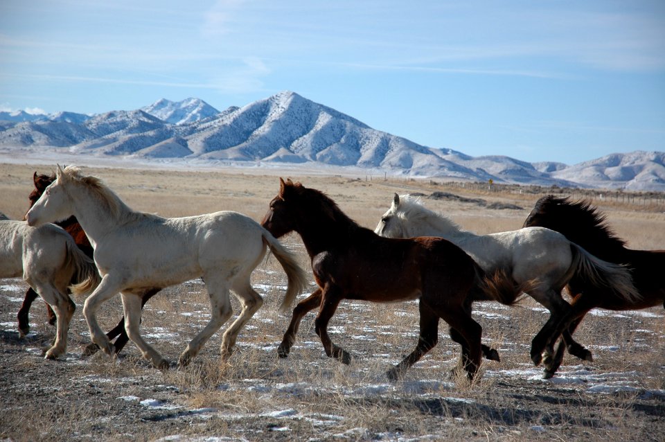 Onaqui Wild Horse Gather 02/20/12