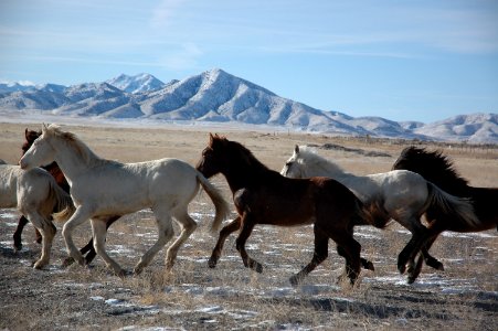 Onaqui Wild Horse Gather 02/20/12