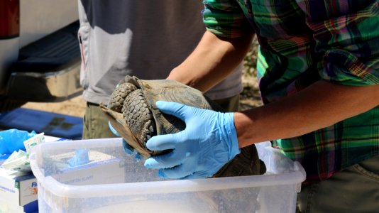 Desert tortoise translocation processing center