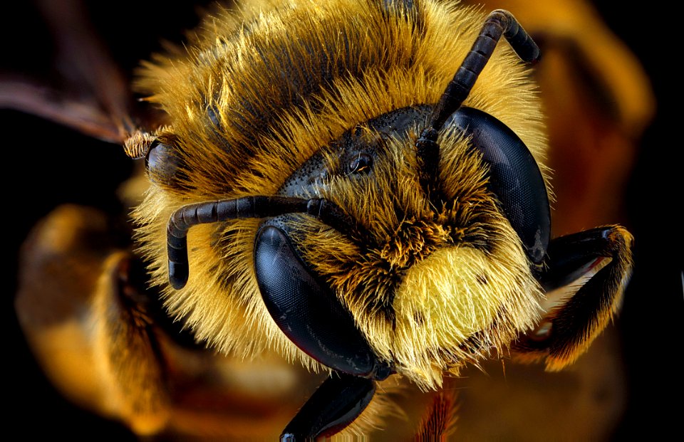 Andrena-rudbeckiae,-male,-face 2012-06-12-14.22.37-ZS-PMax