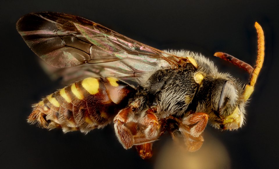 Nomada seneciophila, m, side, md, charles county 2015-11-20-18.12