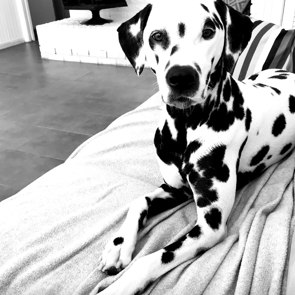 Dalmatian Black & White