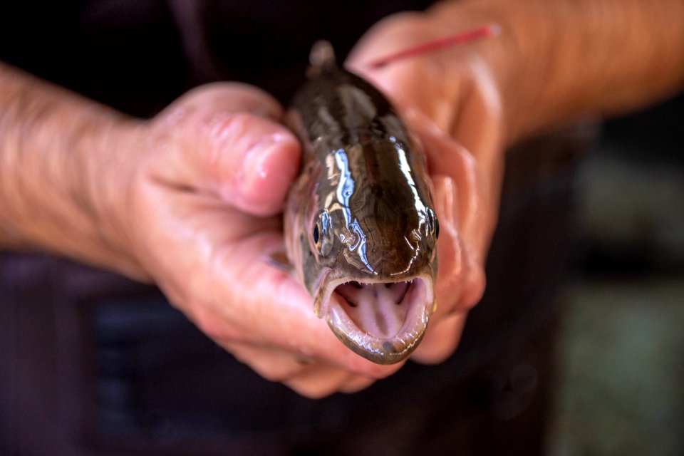 Lahontan cutthroat trout with floy tag