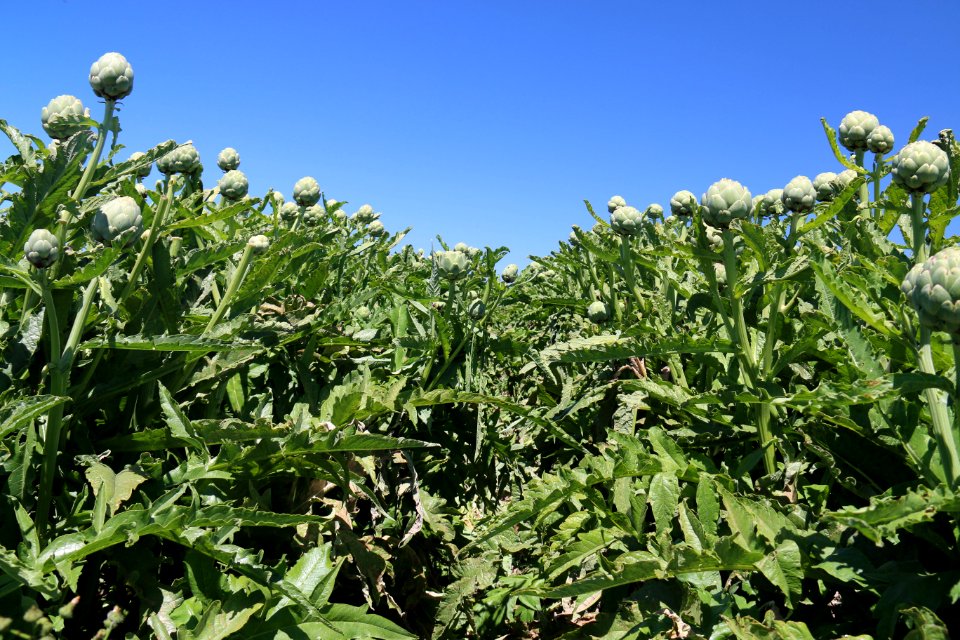 Organic artichokes on Watsonville Slough Farm.