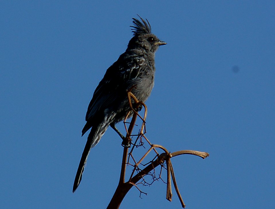 PHAINOPEPLA, fem or juv - atascadero waste treatment plant, slo co, ca