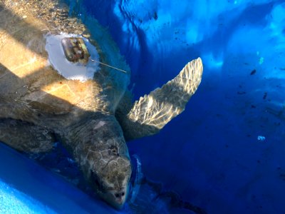 Lightning swims after getting her tag