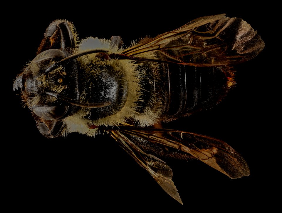 Megachile gemula, F, Back, PG county, MD 2014-01-30-10.39.39 ZS PMax