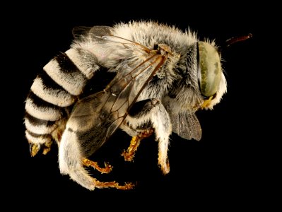 Anthophora curta, m, right side, Cochise Co., San Simon, AZ 2016-07-19-18.43