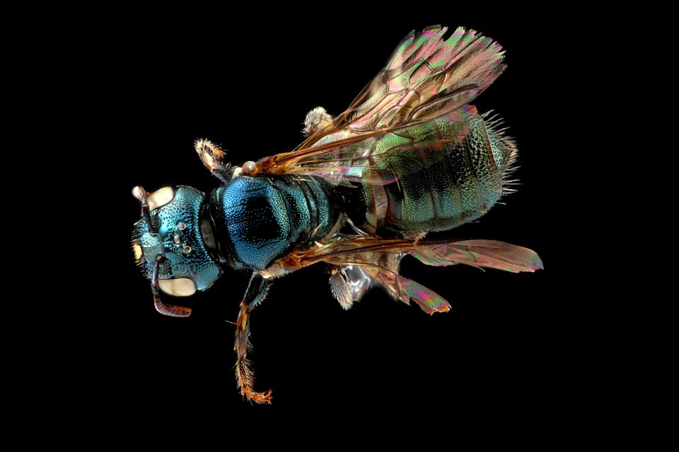 Ceratina strenua, female, back clean