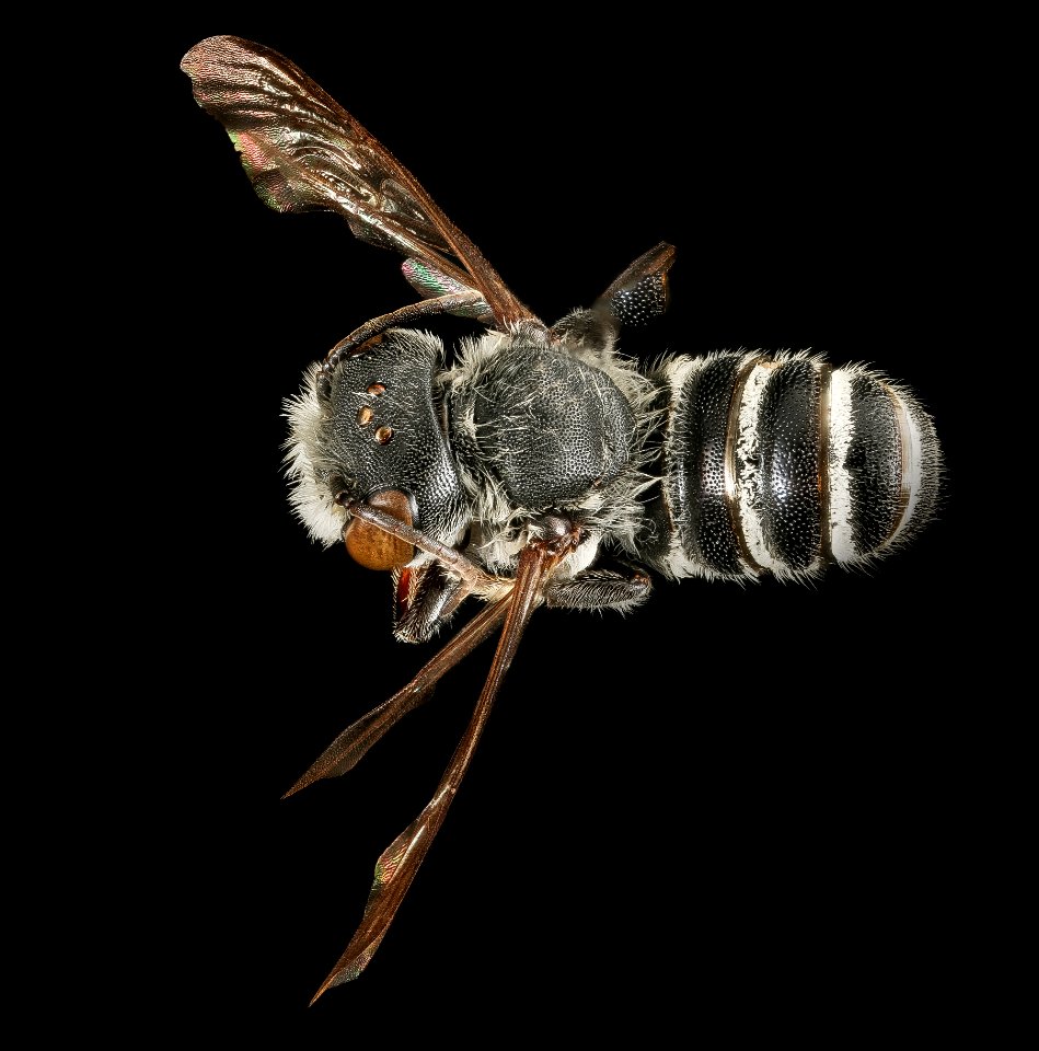 Megachile exilis, m, back, Pr. George's Co., MD 2016-03-15-23.48